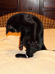 Puck playing with cotton swab